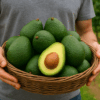 Kilo ile Avokado Nereden Alınır? Taze, yerli üretim ve uygun fiyat avantajıyla avokadoyu güvenle toplu şekilde temin edin.