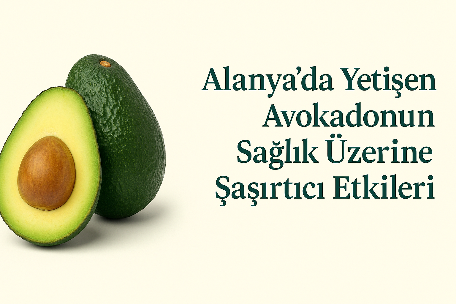 Haber-1021: Alanya’nın şifalı yerli avokadoları, yüksek besin değeri ve katkısız doğallığıyla avokadom.com güvencesiyle sofralara sağlık getiriyor.